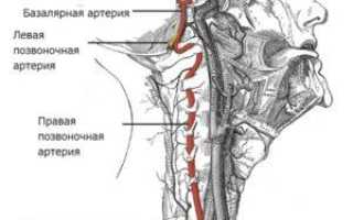 Сегменты позвоночной артерии схема
